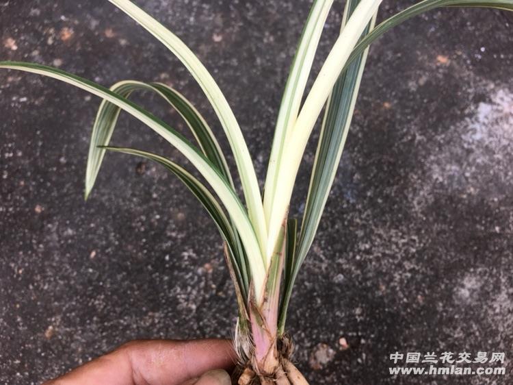 峨眉弦 出漂亮艺 - 中国兰花交易网