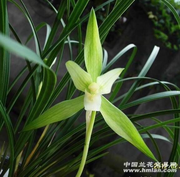 超靓新月佩素带4花「圆通包邮」 - 中国兰花交易网