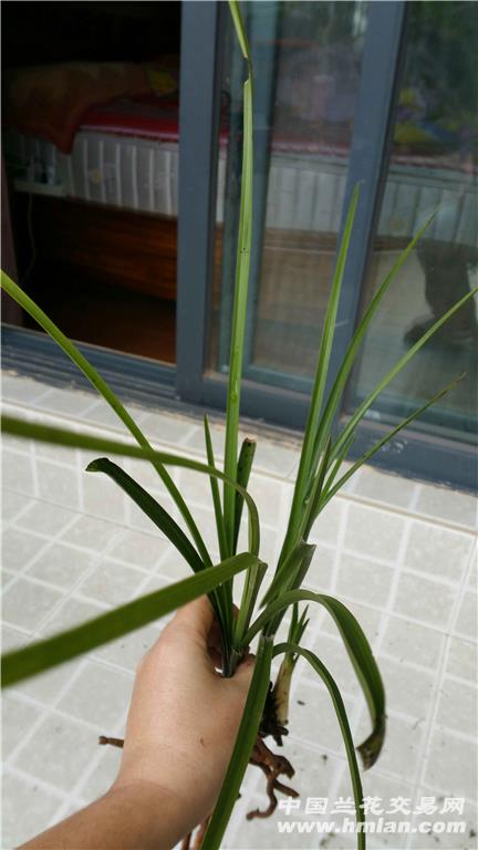 下山蕙兰 超级大芦头 极品荷瓣苞