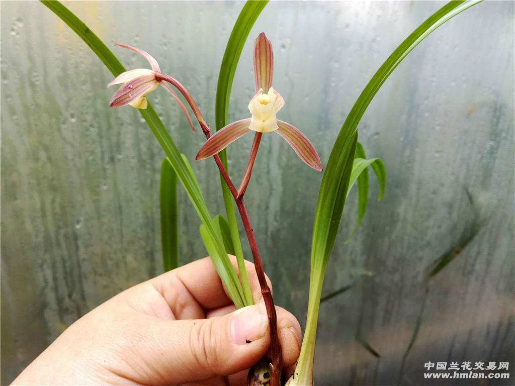 漂亮春雨彩虹,子母壮苗?带花 - 中国兰花交易网