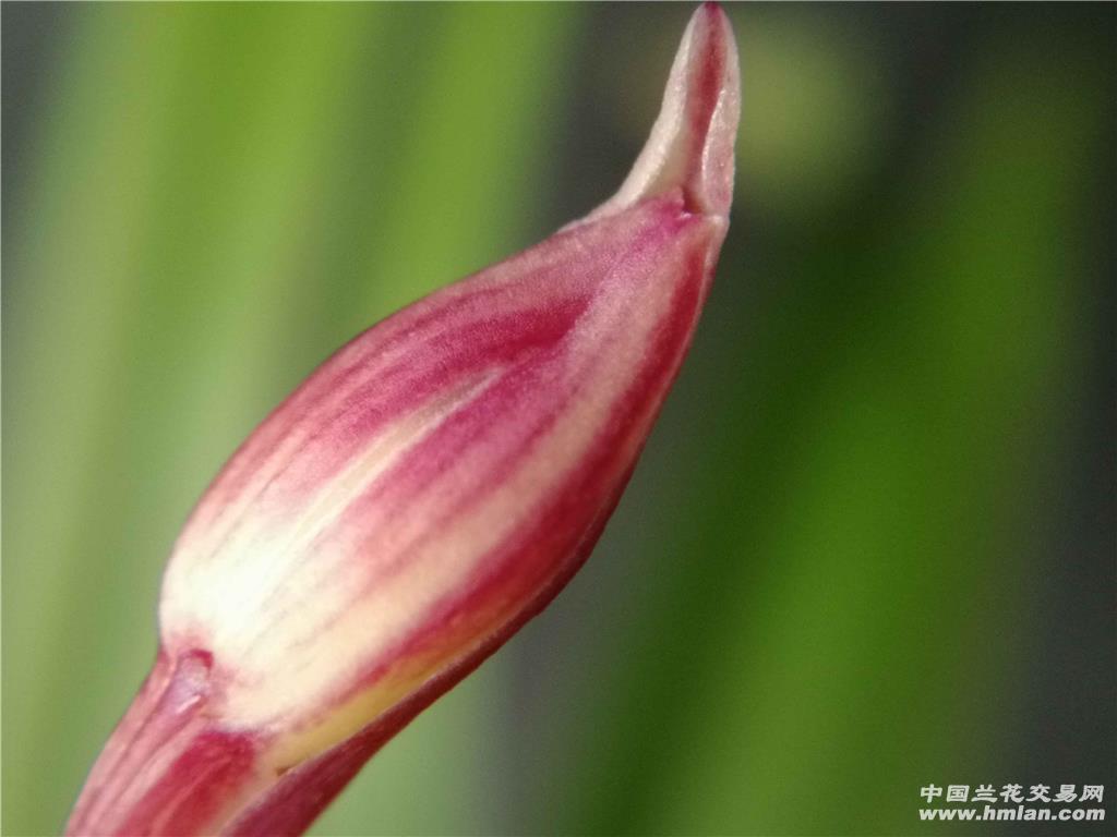 建兰彩霞仙子(带花苞)