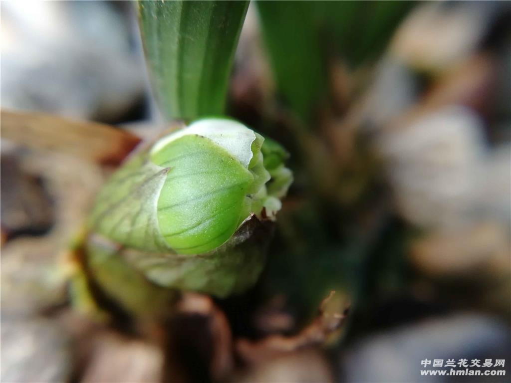 春兰荷瓣奇花带花苞