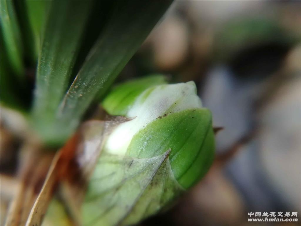 春兰荷瓣奇花(带花苞) - 中国兰花交易网