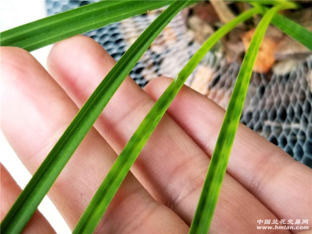 蕙兰黄底青花斑