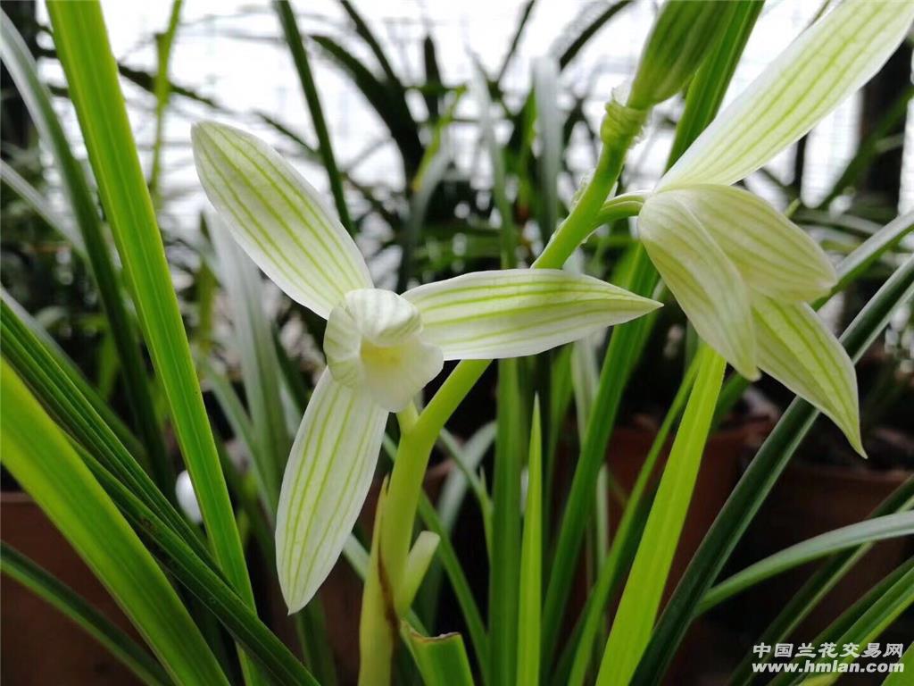 连瓣老品种《碧龙玉素》3苗3花.0起拍包邮 中国兰花交易网