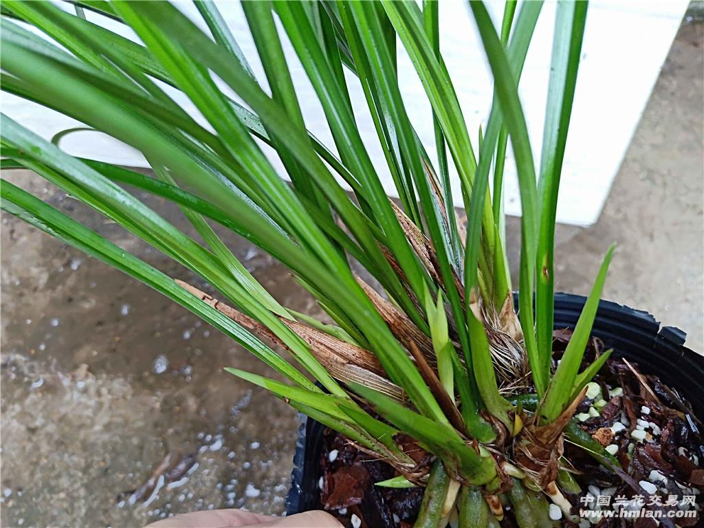 铁骨素12苗带3花,免邮