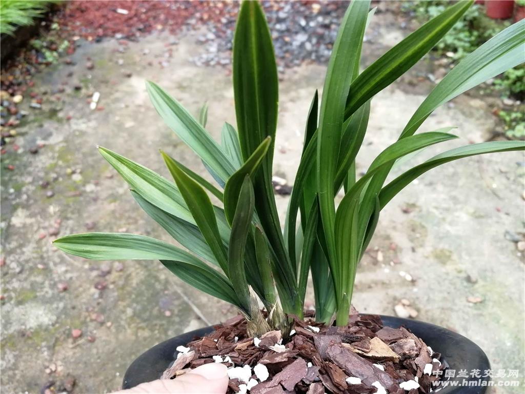 所有分类 春兰荷瓣中透花,棵型漂亮  最长叶: cm, 最宽叶: cm, 总叶数