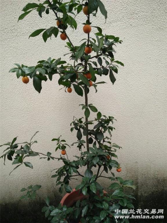 金弹子原生种自然结果40 - 中国兰花交易网