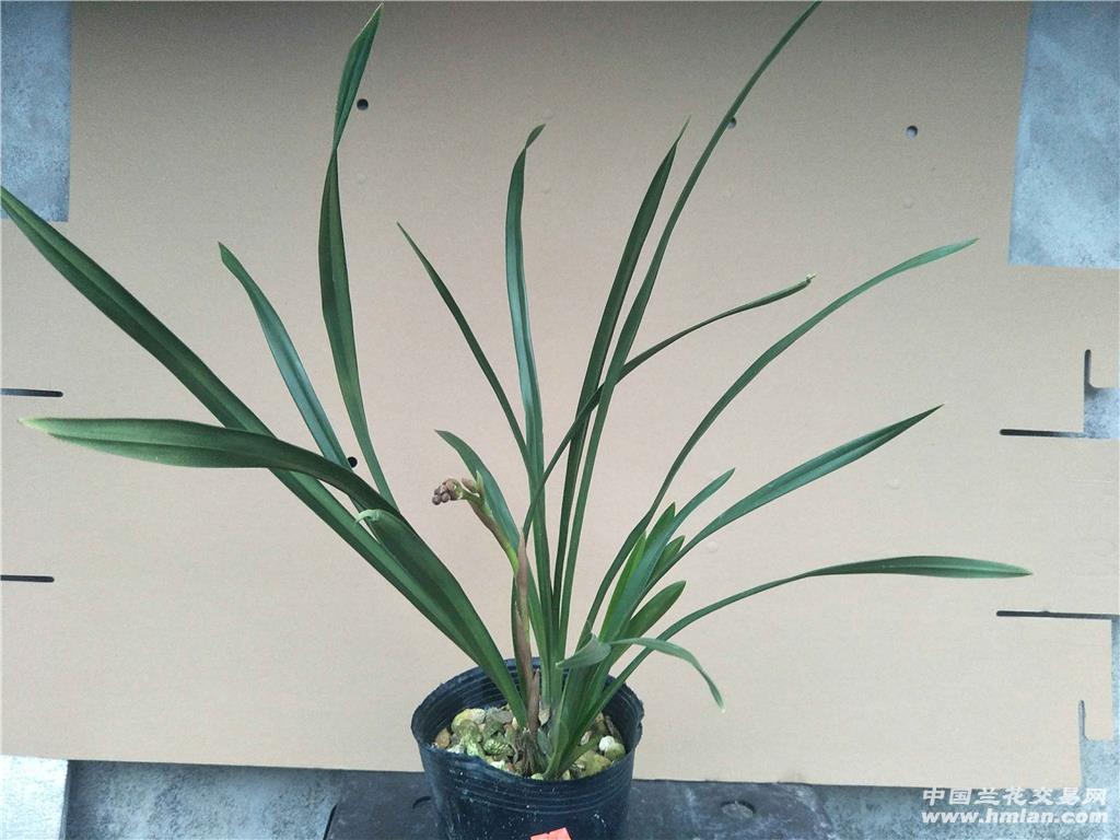 建兰快车小姐3苗1花,编号30