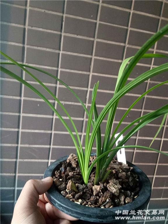如玉素