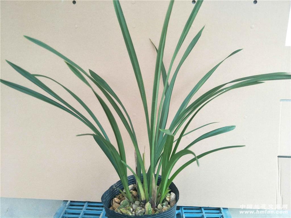 建兰快车小姐4苗1花编号008