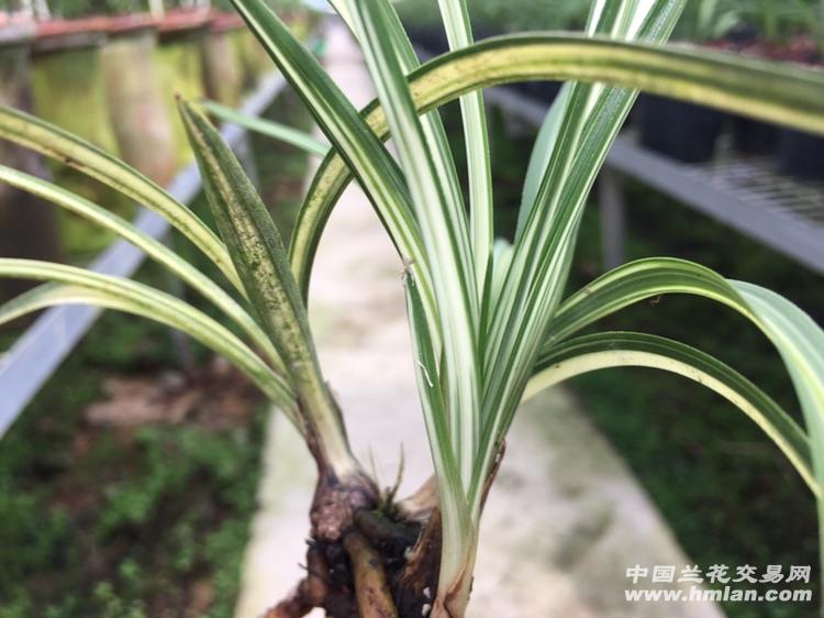 春兰白中透大绿冒艺草