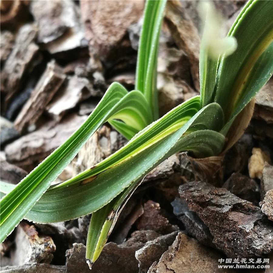 漂亮蕙兰水晶中透