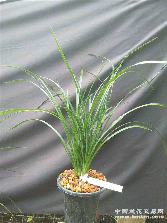 FAF20蕙兰杂交新品《素心》7苗