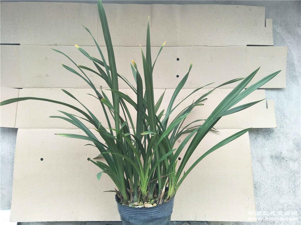 建兰快车小姐13苗1花