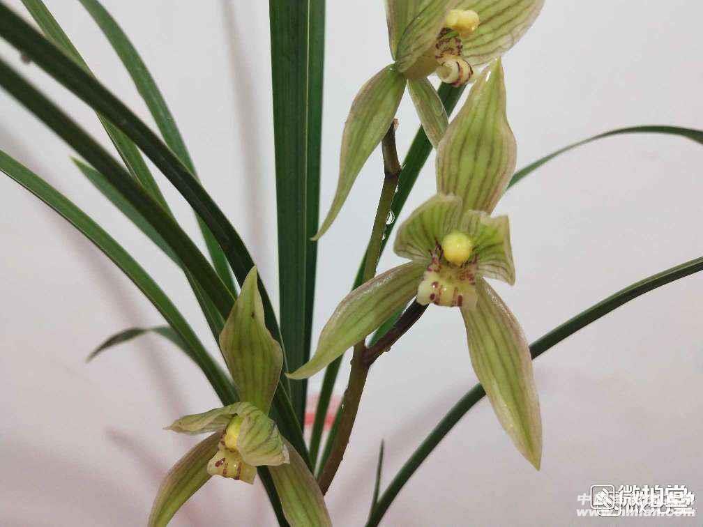 春剑金玉宝轮 - 中国兰花交易网