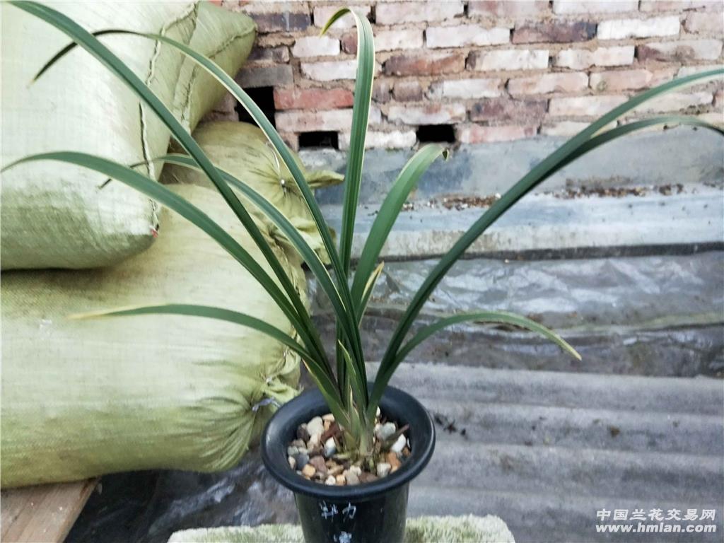 建兰红香妃带花苞