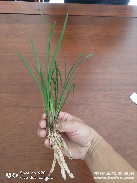 莲瓣兰红满天3