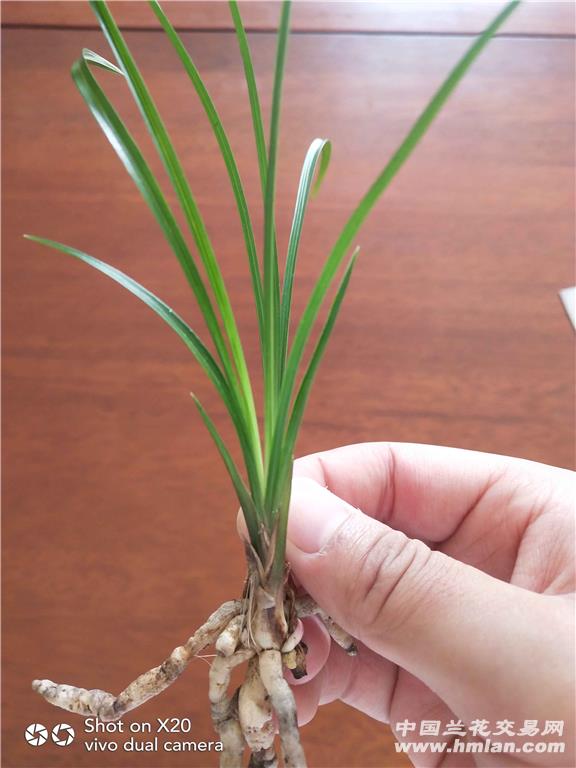 莲瓣兰红满天1