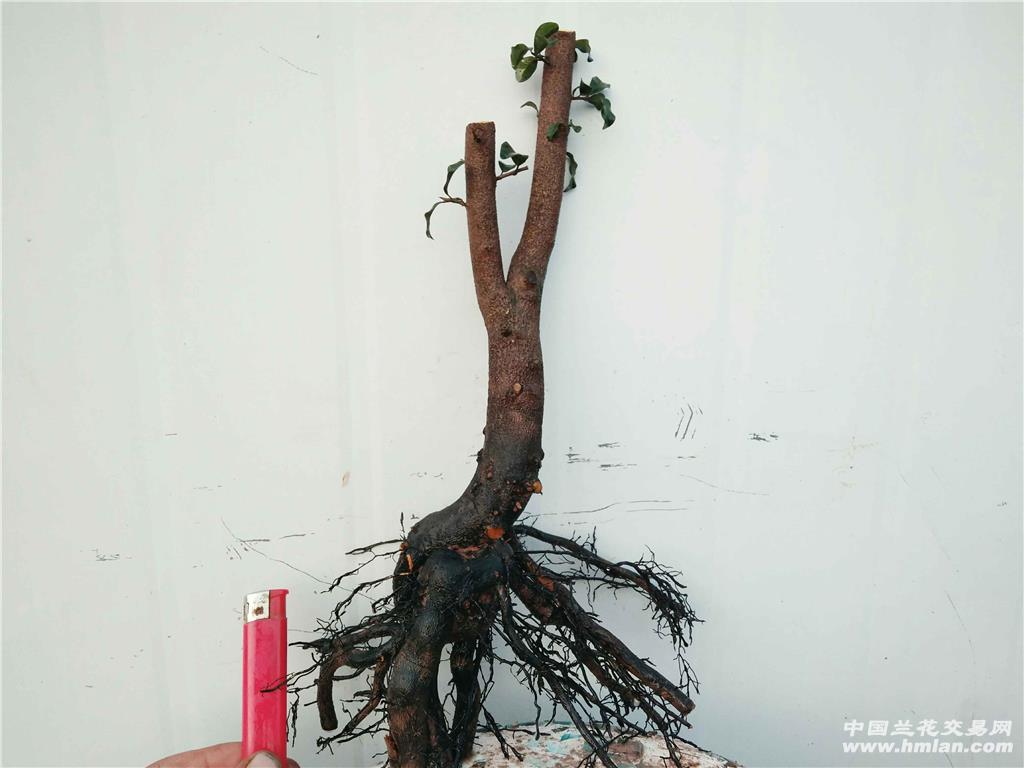 [0起拍]双杆大树型金弹子