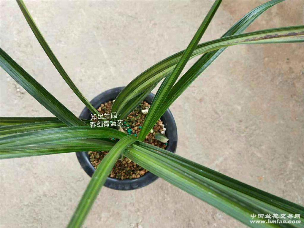 春剑青蓝中透