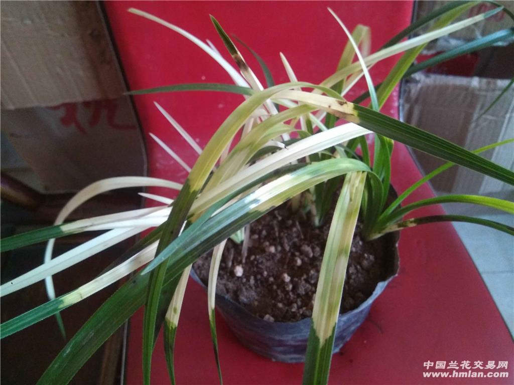 虎斑兰蕙兰1棵10苗连体,组培兰,漂亮壮根 - 中国兰花