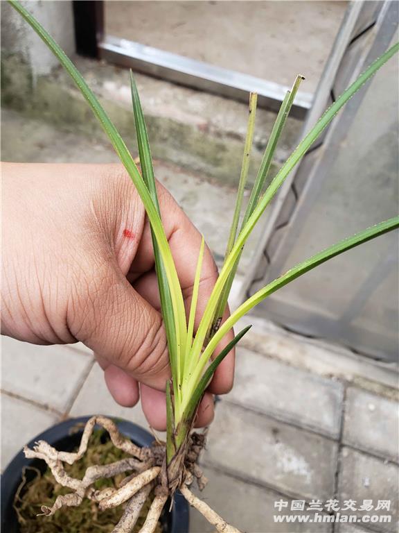 蕙兰下山漂亮变异草 开色花 - 中国兰花交易网
