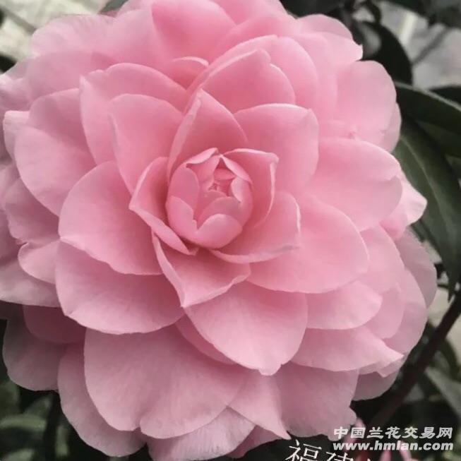 乌马克大型花极美