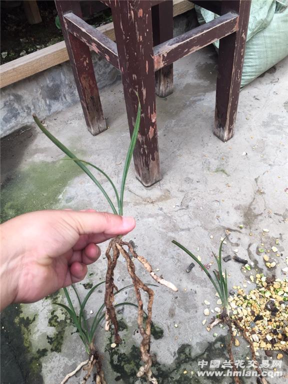 章熙义仙引种苗2 - 中国兰花交易网