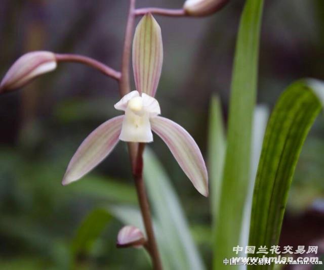 建兰春雨彩虹【母壮苗带小芽】