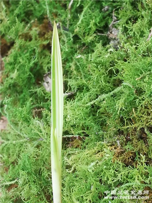 龙根粉白丝中透,草丝抓出,没见到阳光