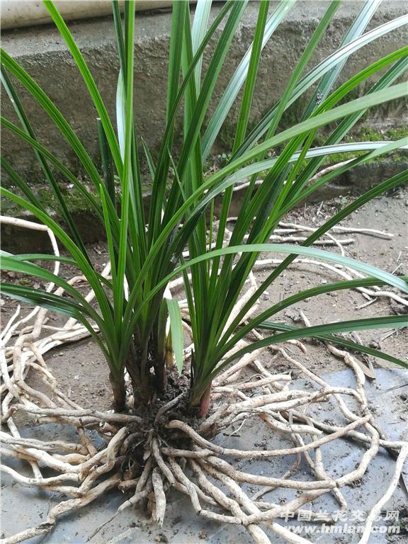 刚下山好型彩红苞,赌开品!