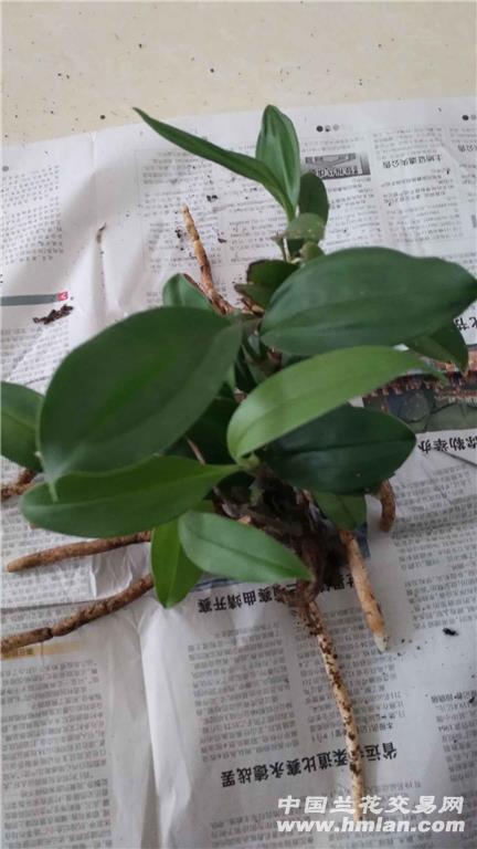 兔耳兰8棵 - 中国兰花交易网