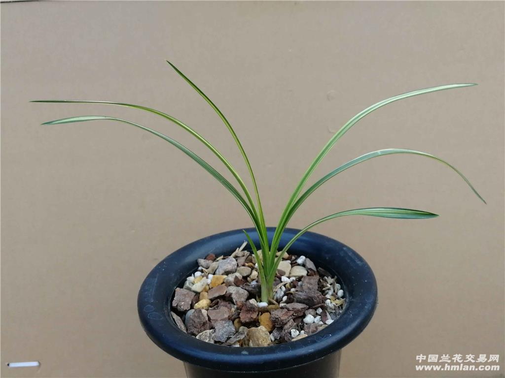 多叶片中透艺小松锦 - 中国兰花交易网