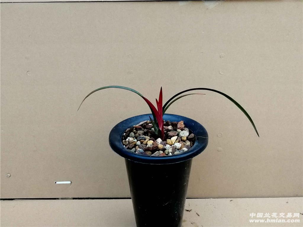 建兰红草红荷