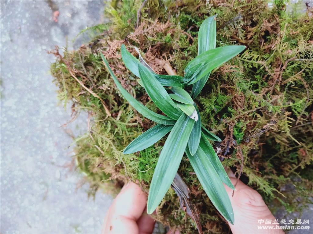 刚买回来的春兰龙根矮种滑皮圆头草