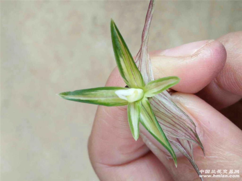 新品春兰先明艺中透花2壮苗带牙 - 中国兰花交易网