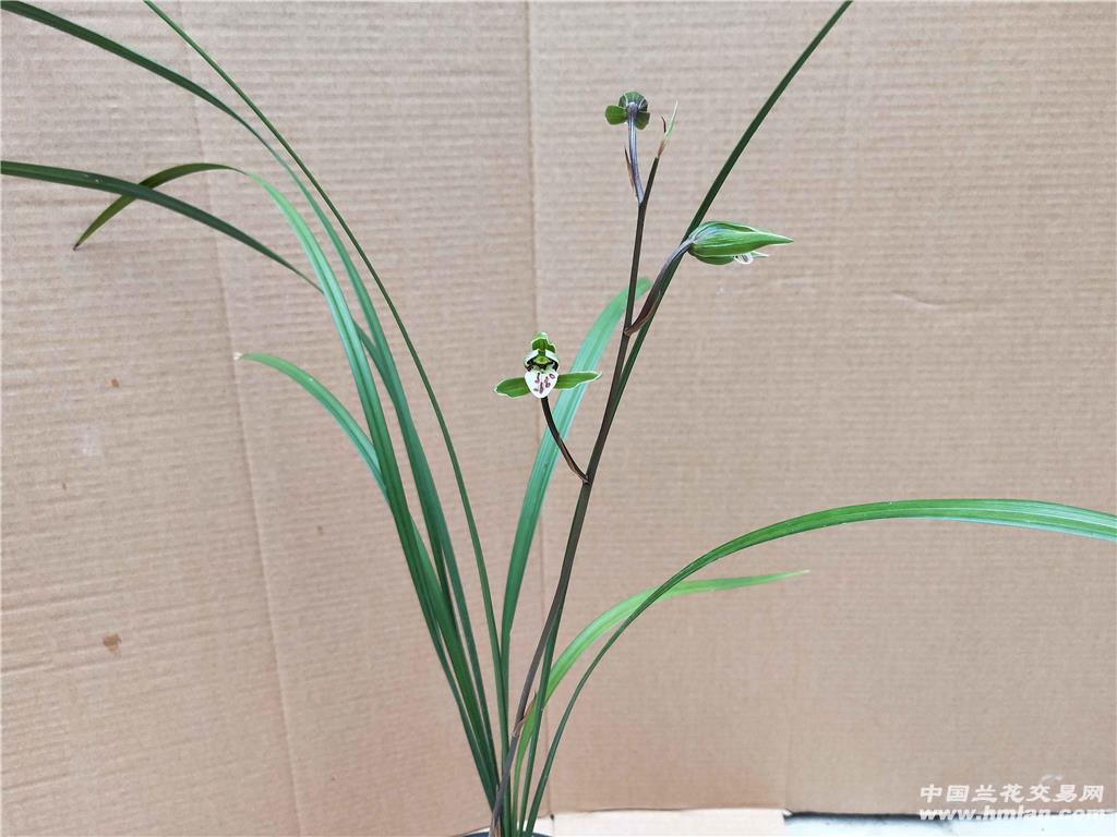 细叶寒兰翠玉开花