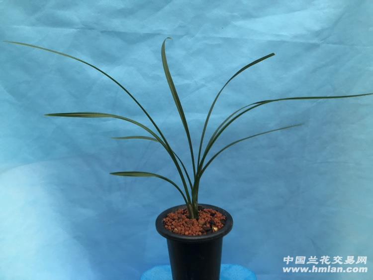 春剑 玉海棠2苗1花漂亮苗
