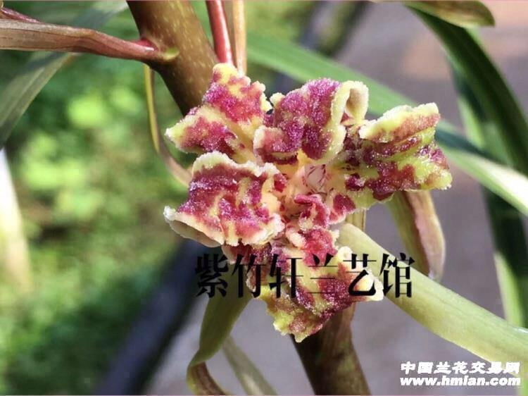 下山蕙兰红牡丹奇花(带花)