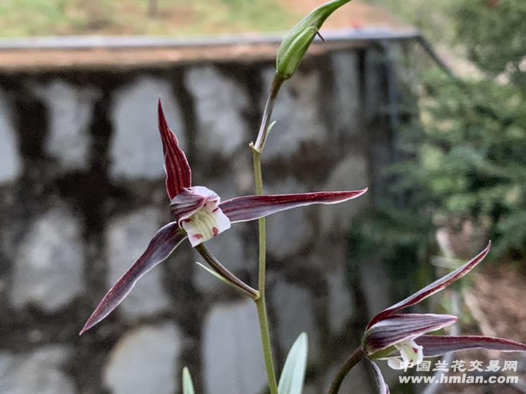 细叶寒兰《紫秀》小草绿花苞紫花朵