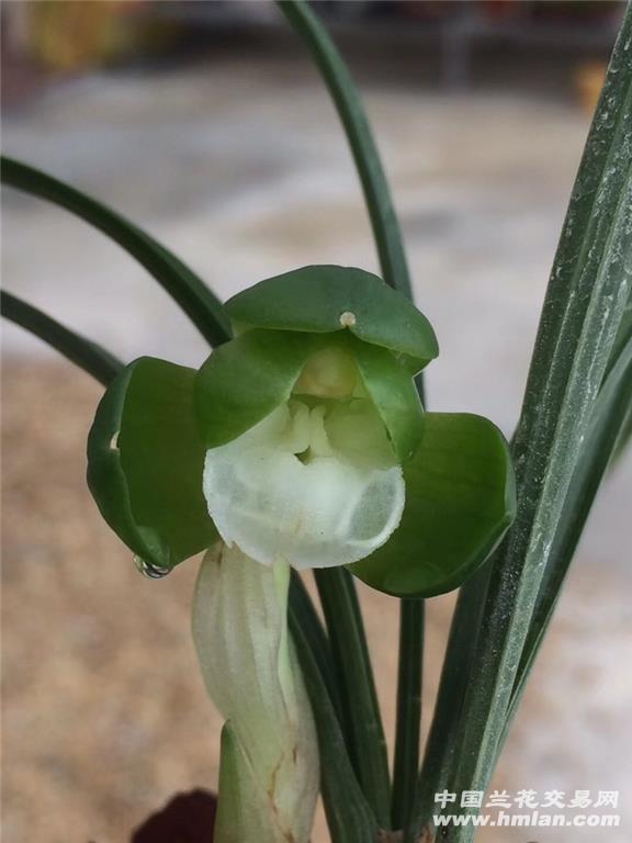 春兰一休2苗1花苞