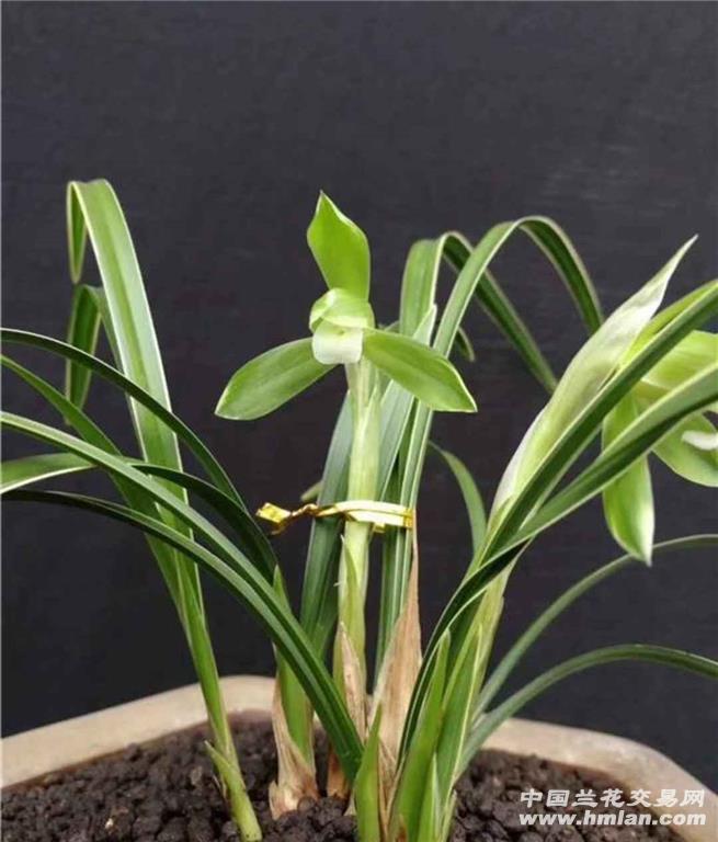 文团边艺子母带大芽