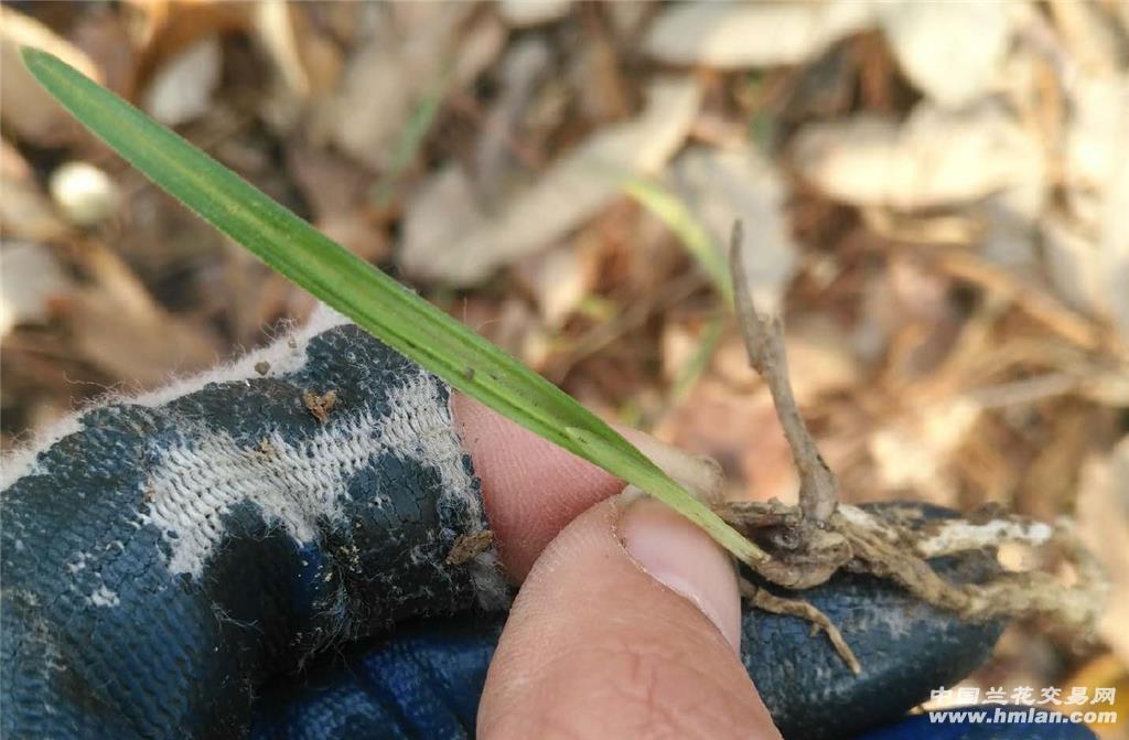 下山白丝脚叶中透