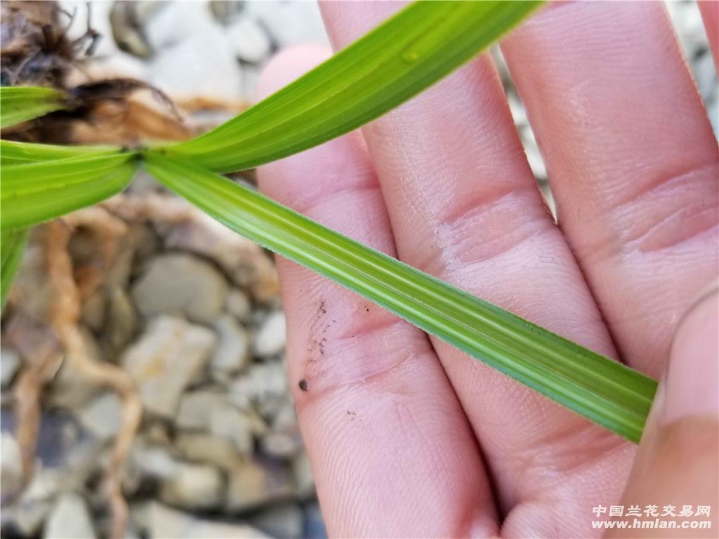 下山的春兰青兰线中透带花苞 - 中国兰花交易网