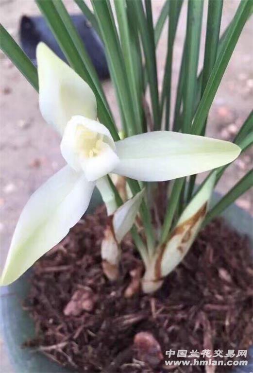 大盆「白雪冰心」带花苞!