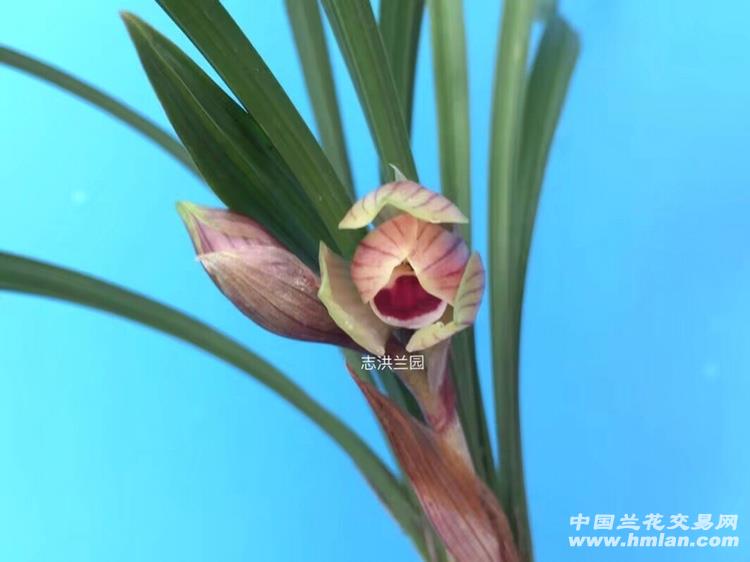春兰精品.红唇红荷.数量很少,引种苗请慎拍!