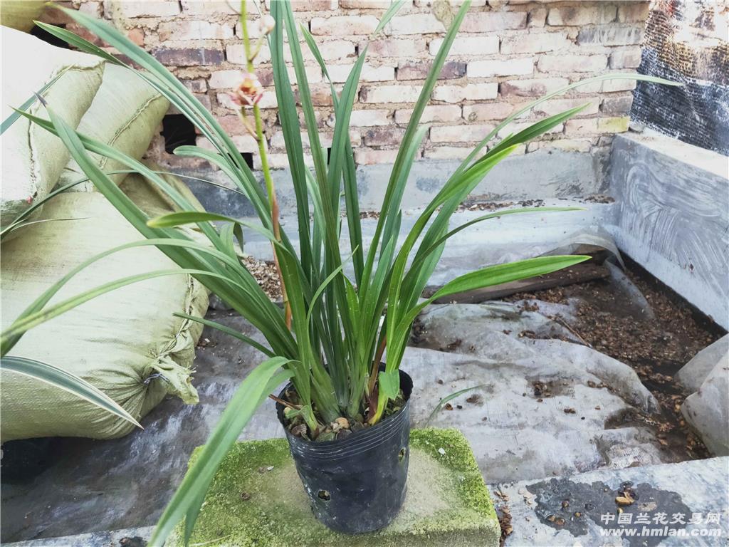 建兰快车小姐带花
