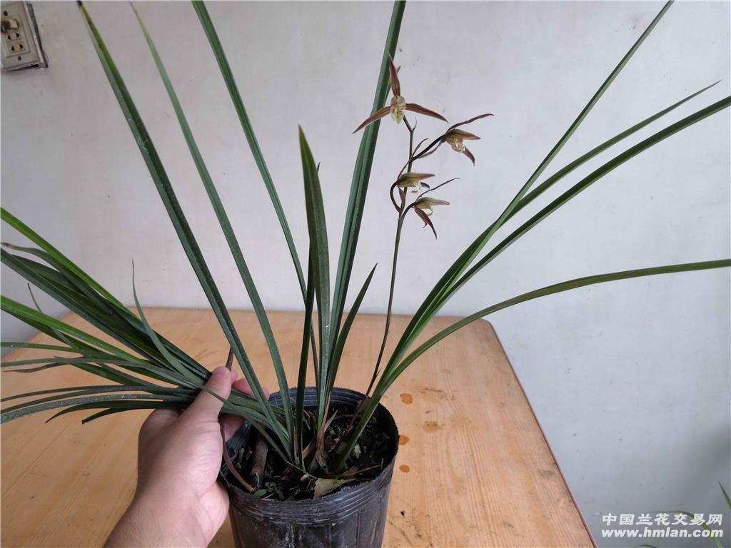 大叶寒兰红花