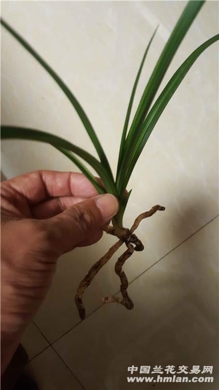 章熙义仙前垄壮苗带2个米粒小芽 - 中国兰花交易网